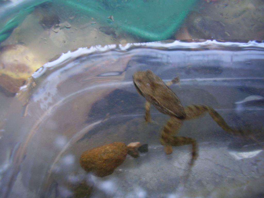 Rana italica